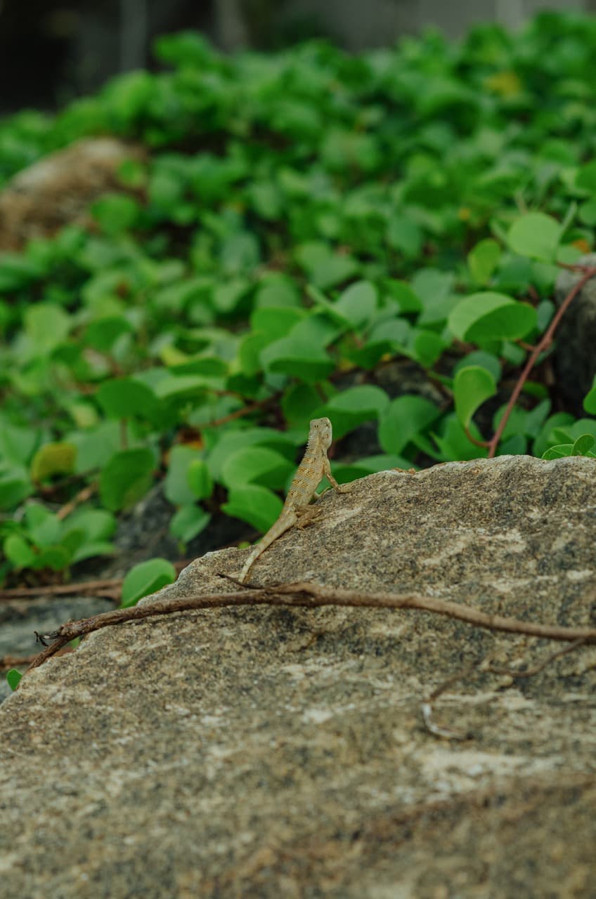 Превью Sri Lanka 2022